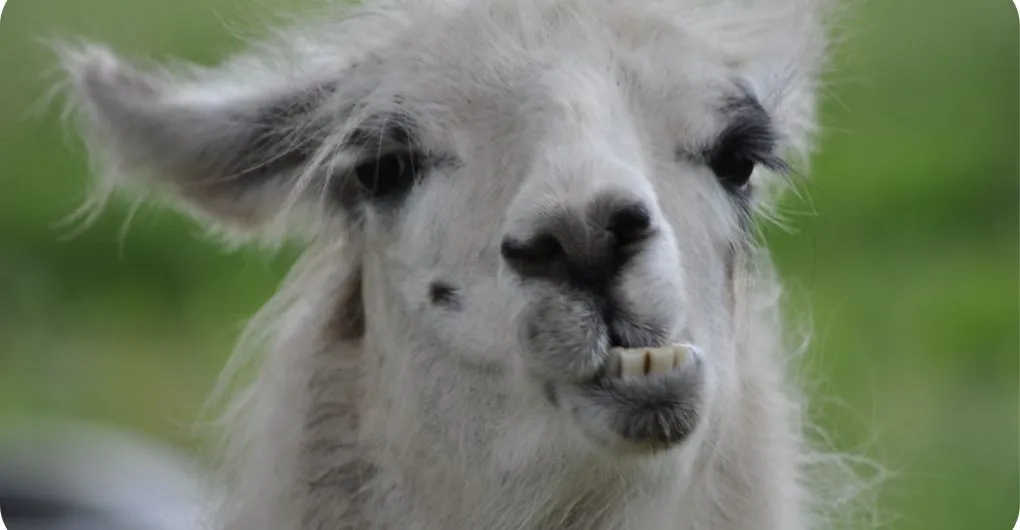 alpaca gnashing his teeth