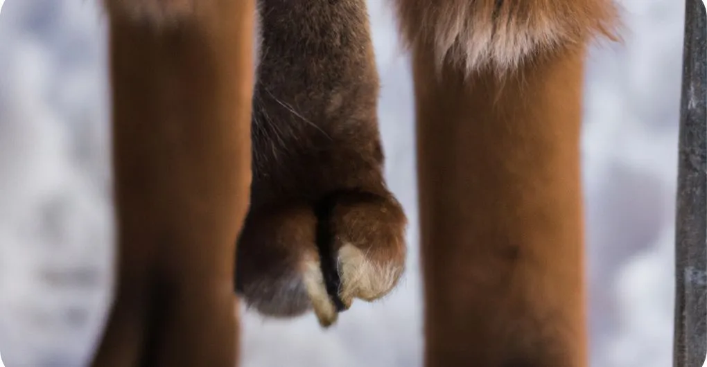 alpaca hooves close up