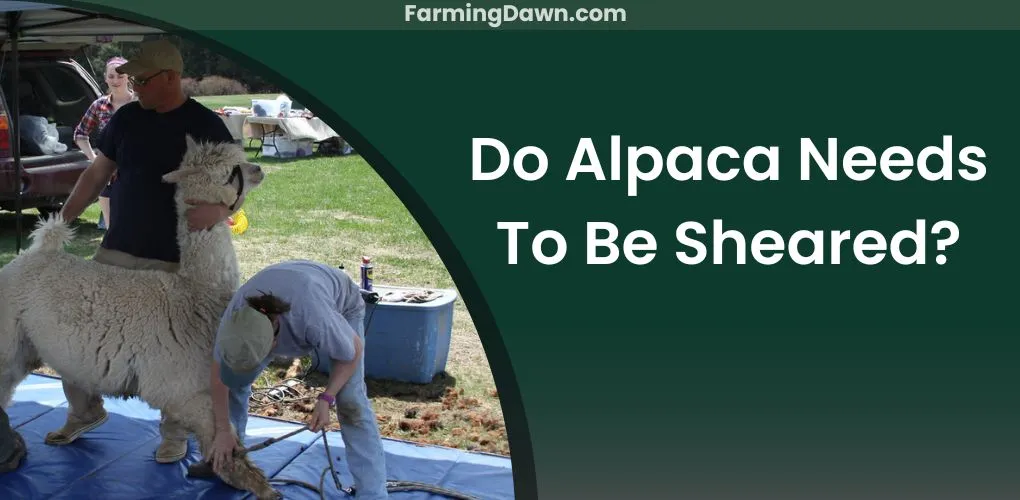 alpaca shearing
