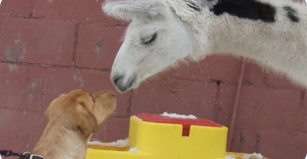 alpaca showing affection to dog