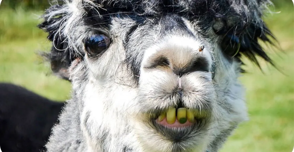 alpaca showing teeth to display aggression