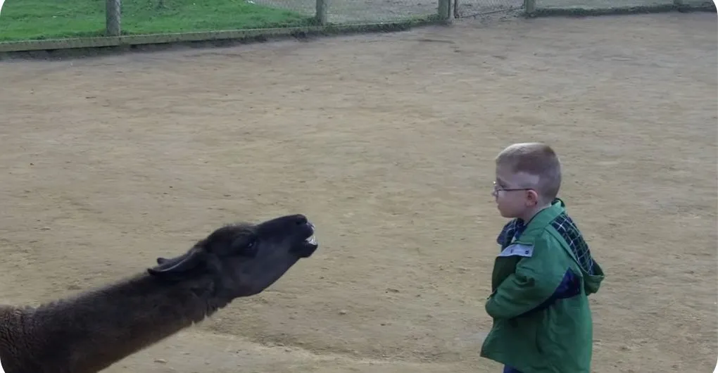 alpaca spitting at child's face