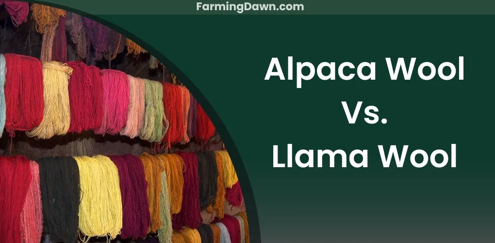 alpaca vs llama wool