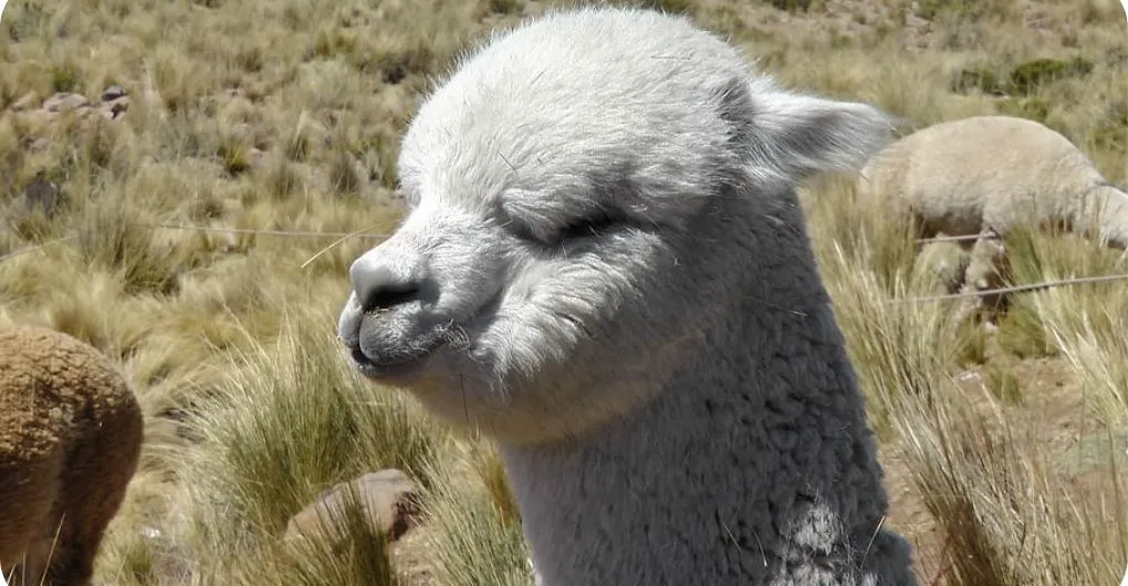 an irritated white alpaca