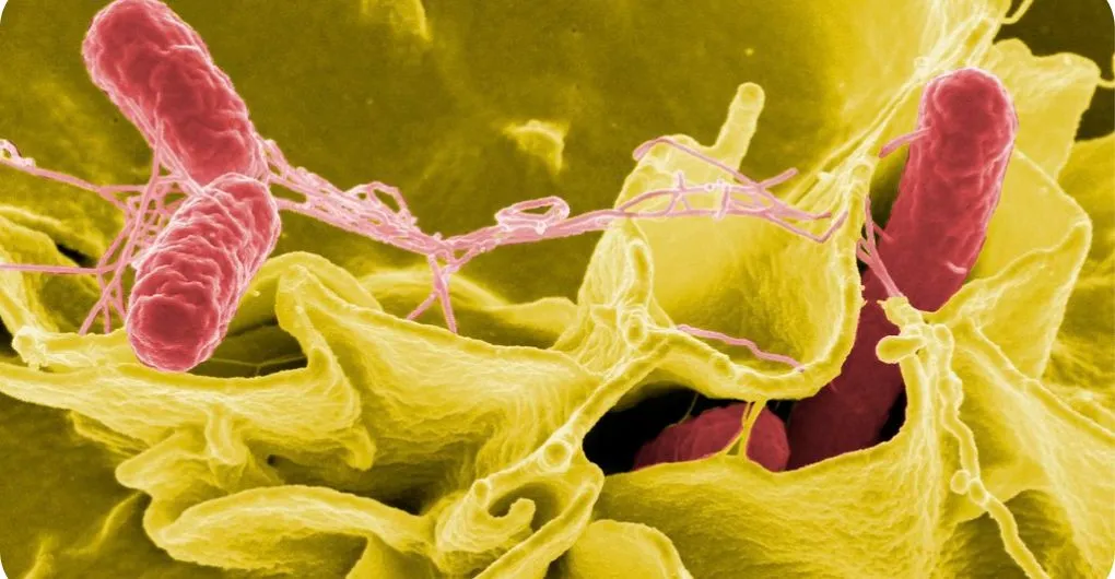 animated image of salmonella bacteria