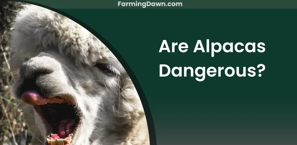 are alpacas dangerous