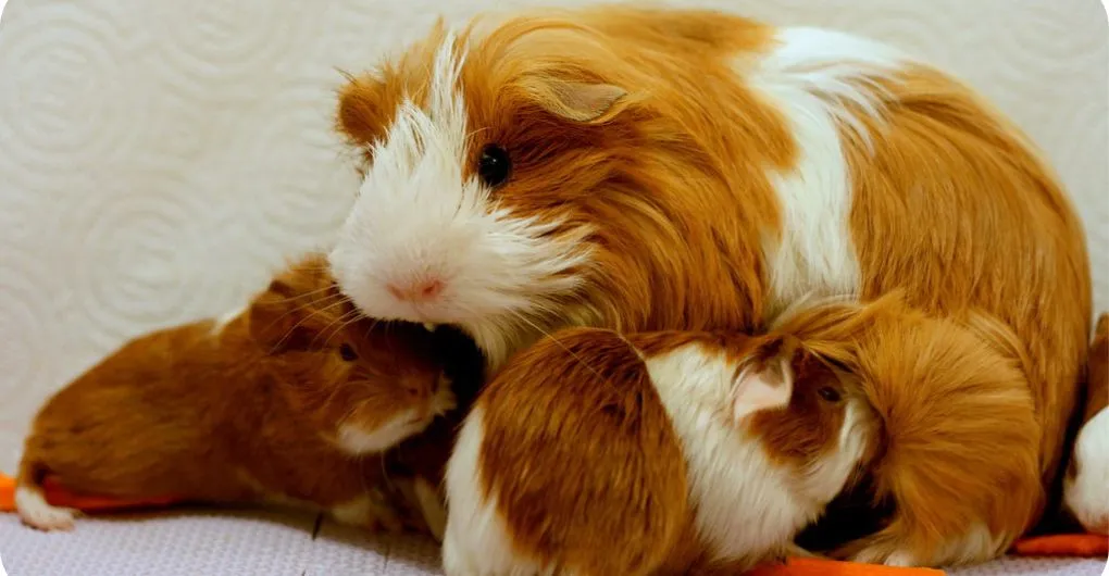 baby guinea pigs nudging to their mother