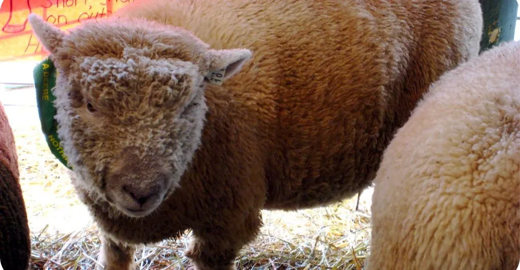 babydoll sheep size