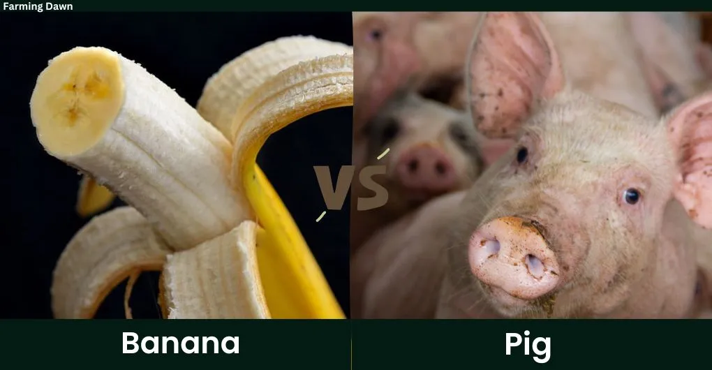 banana vs pig