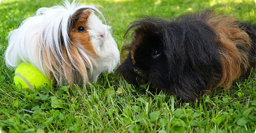 black and white long haired guinea pigs