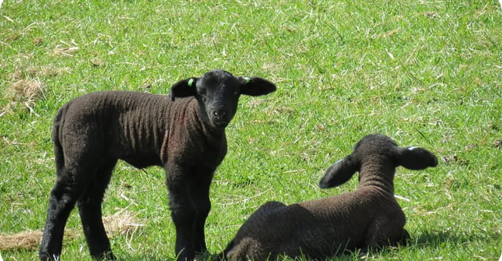 black babydoll sheep