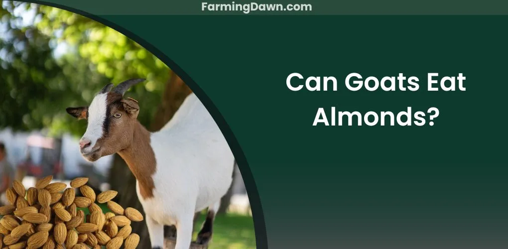 can goats eat almonds