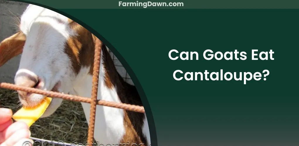 can goats eat cantaloupe