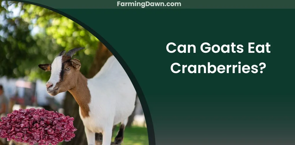 can goats eat cranberries
