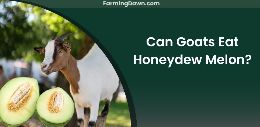 can goats eat honeydew melon