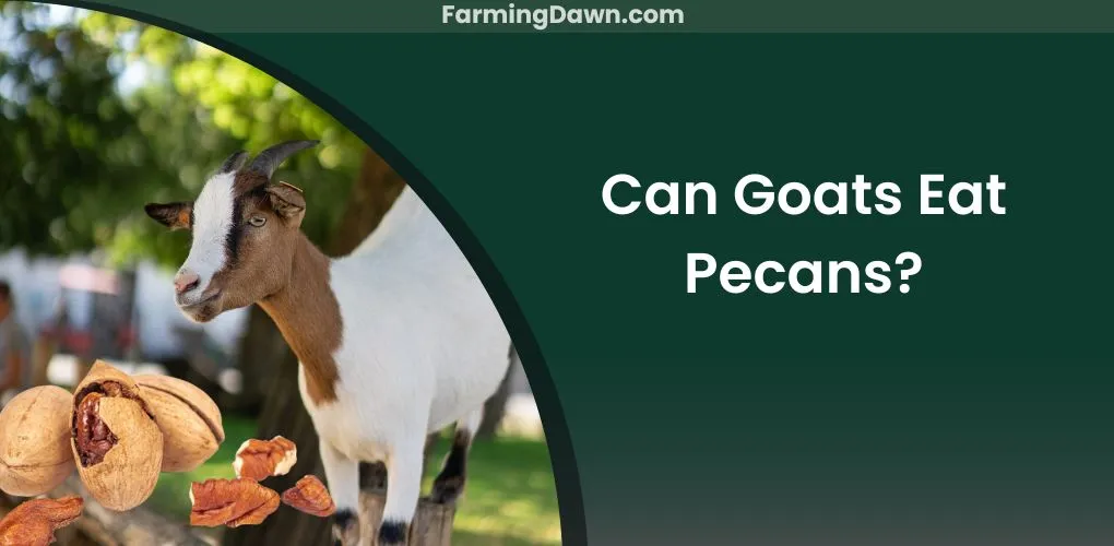 can goats eat pecans
