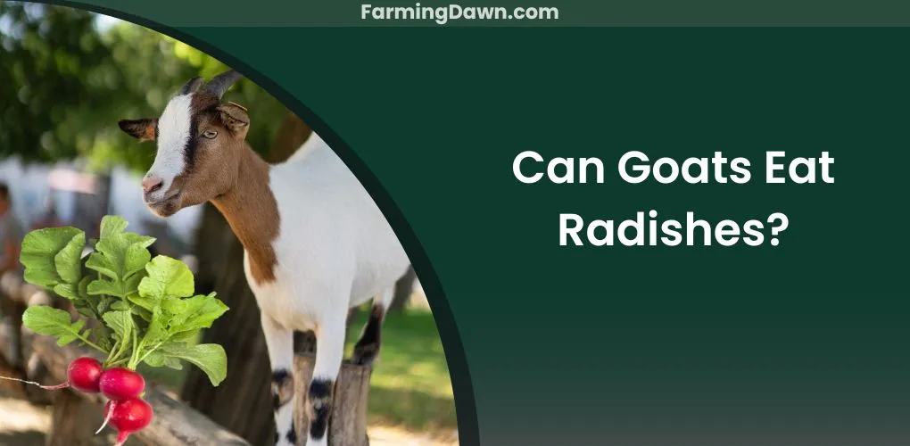 can goats eat radishes