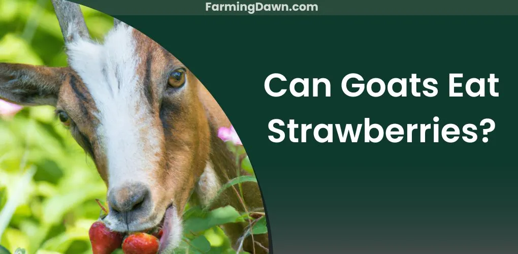 can goats eat strawberries