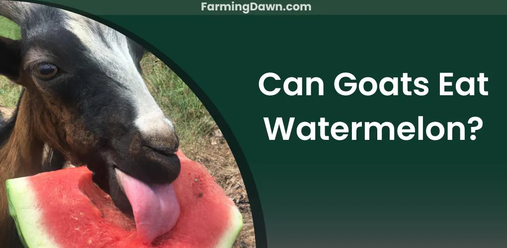 can goats eat watermelon