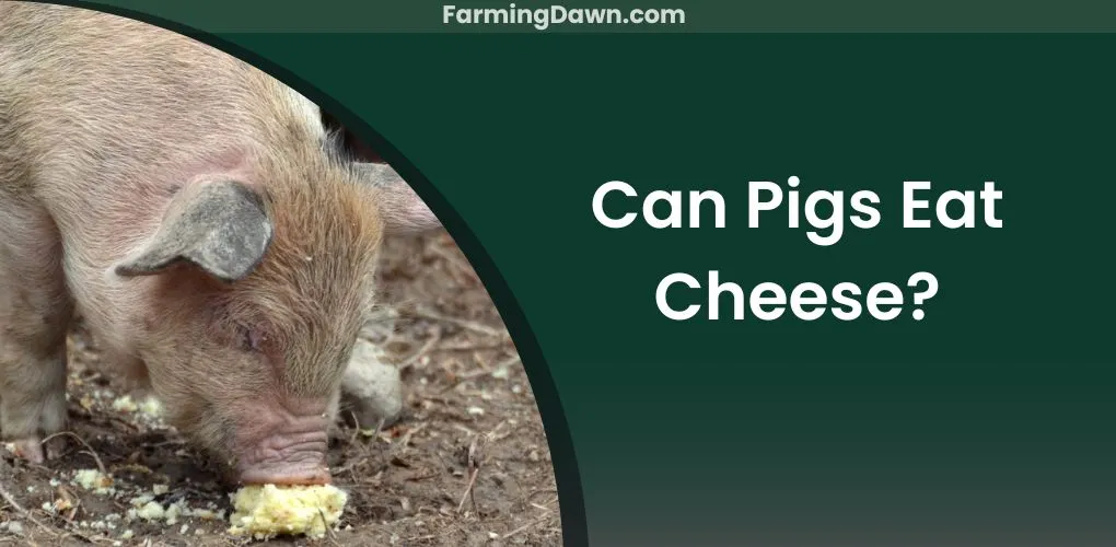 can pigs eat cheese