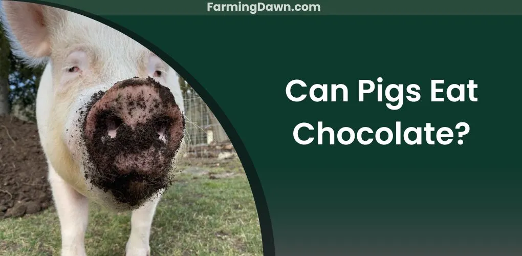 can pigs eat chocolate