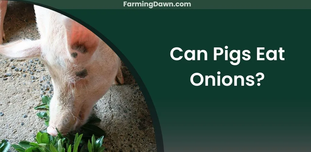 can pigs eat onions
