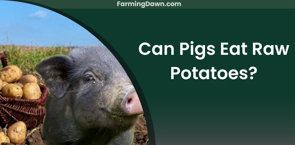 can pigs eat raw potatoes