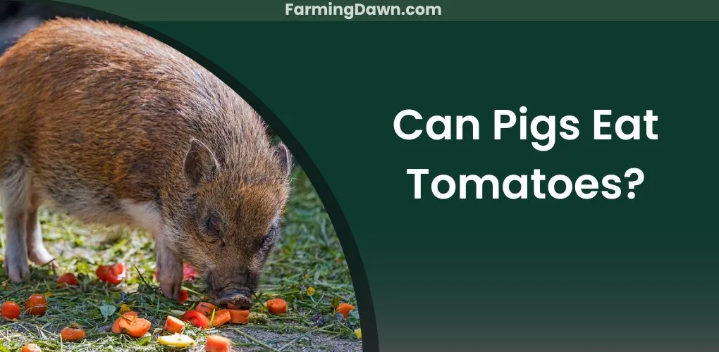 can pigs eat tomatoes