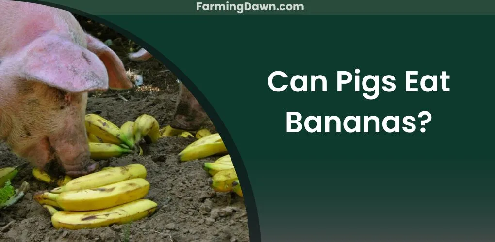 can pigs have bananas