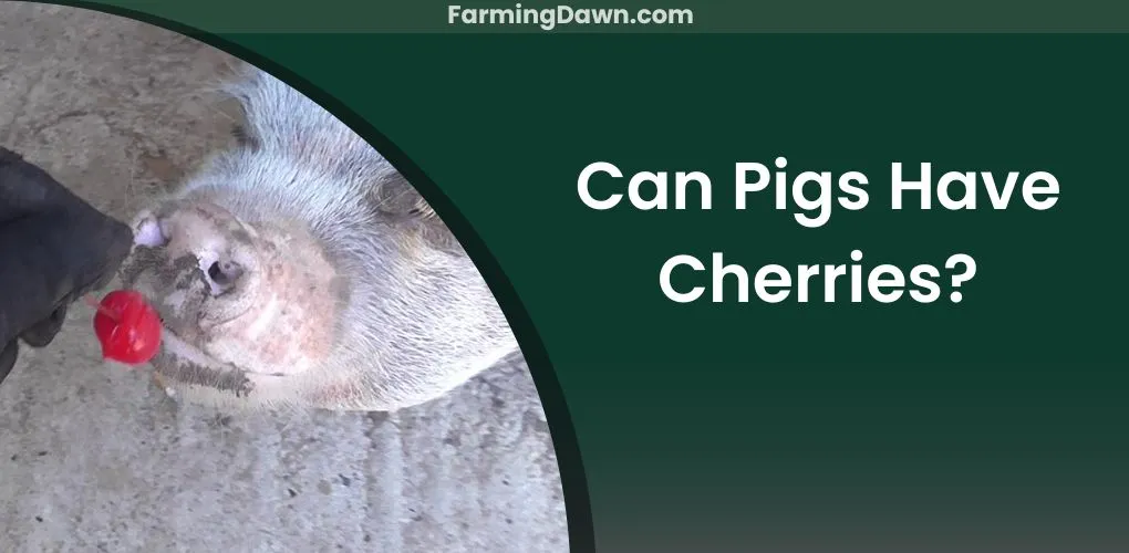 can pigs have cherries