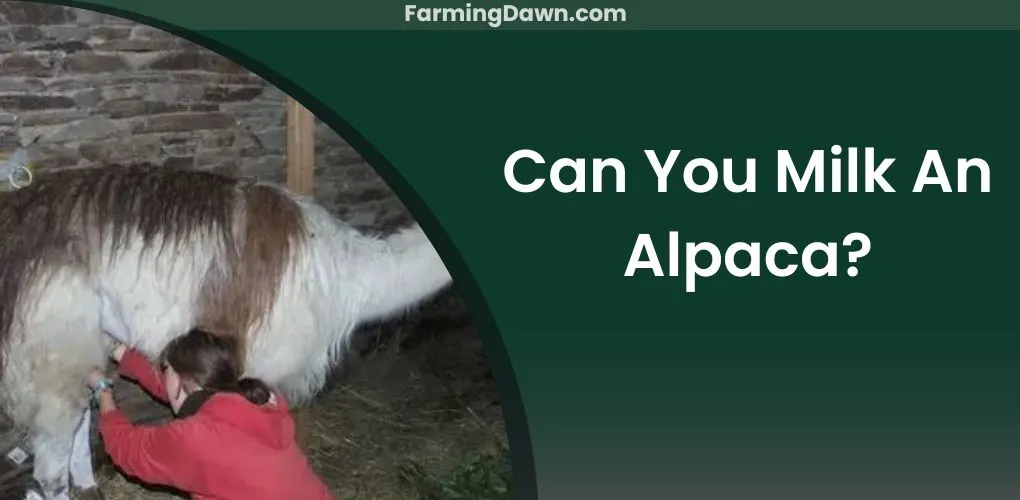 can you milk an alpaca