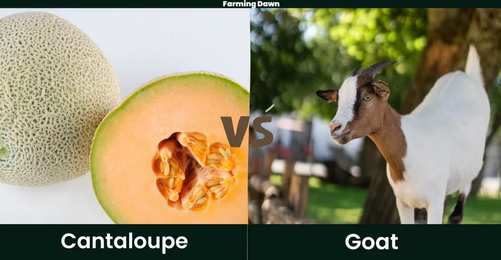 cantaloupe vs goat