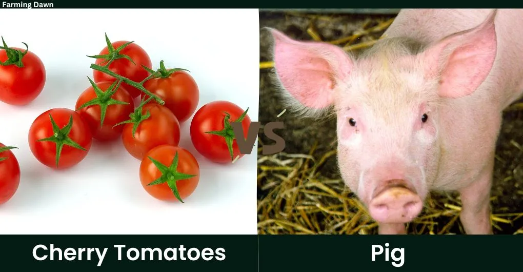 cherry tomato vs pig