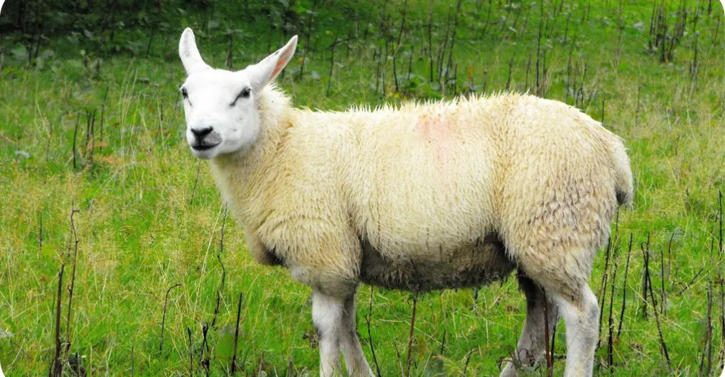 cheviot sheep color