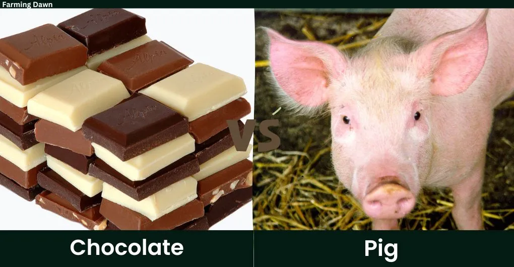 chocolate vs pig