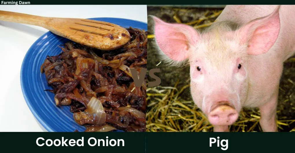 cooked onion vs pig