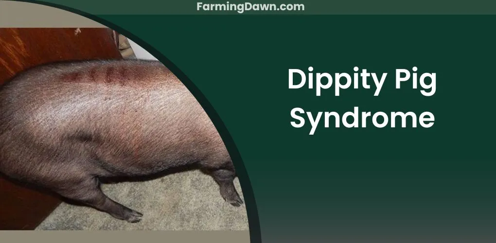 dippity pig syndrome