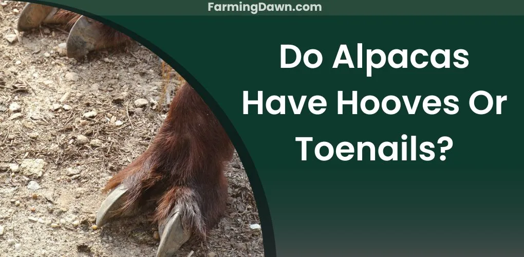 do alpacas have hooves