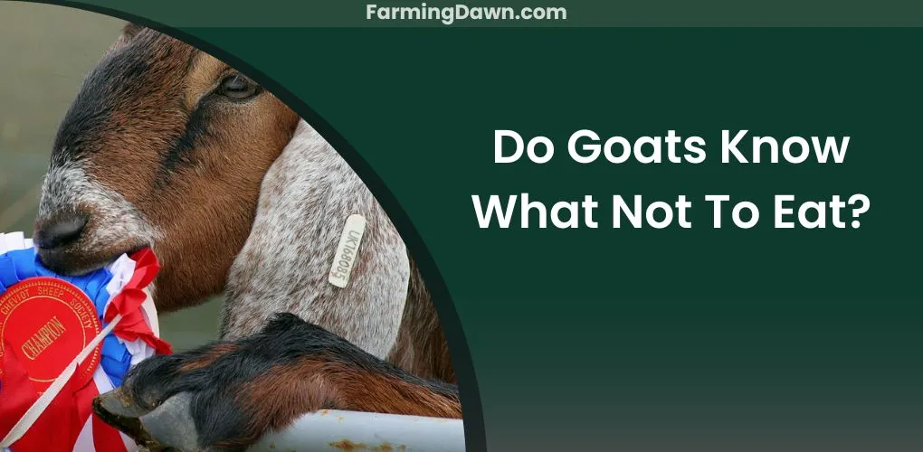do goats know what not to eat