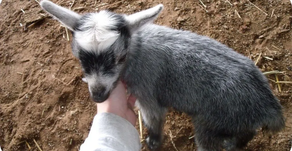 young dwarf pygmy Goat standing