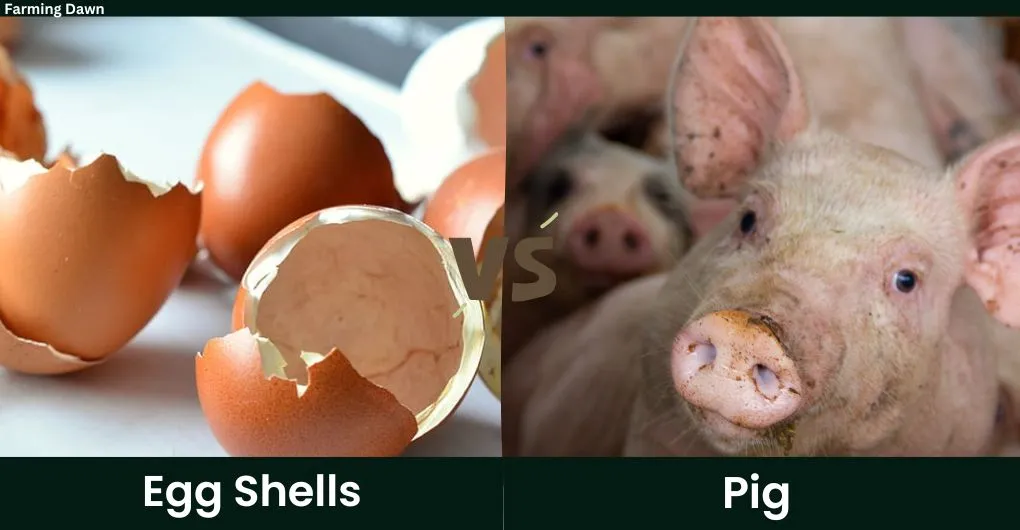 egg shells vs pig