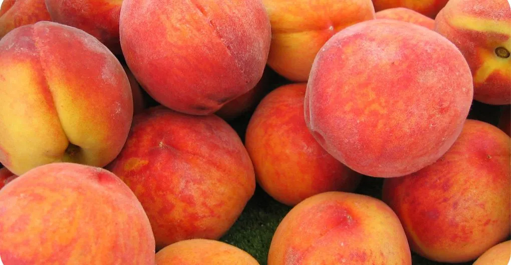 fresh elberta peaches