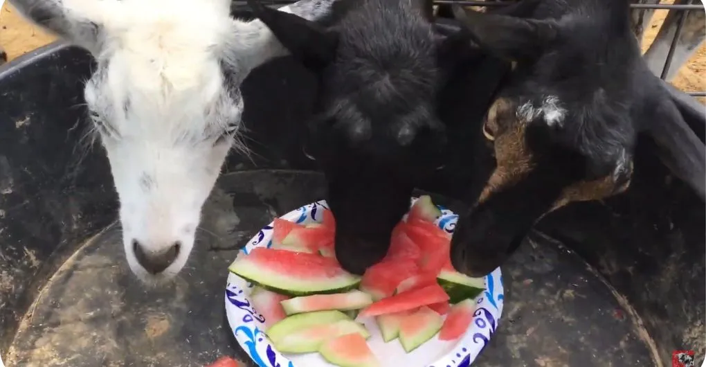 goats eating watermelon rinds