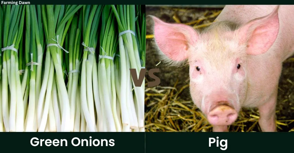 green onions vs pig