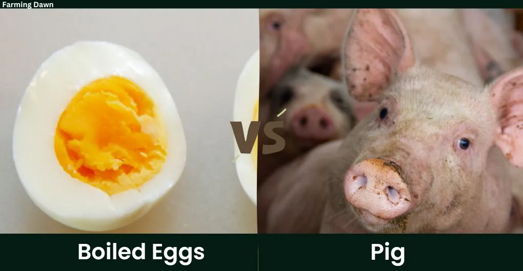 hard boiled eggs vs pig