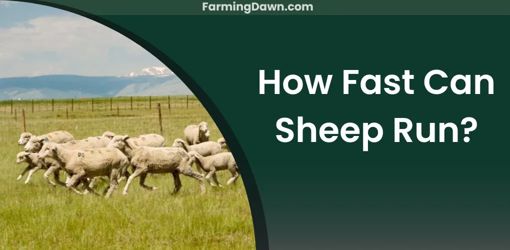 how fast can sheep run