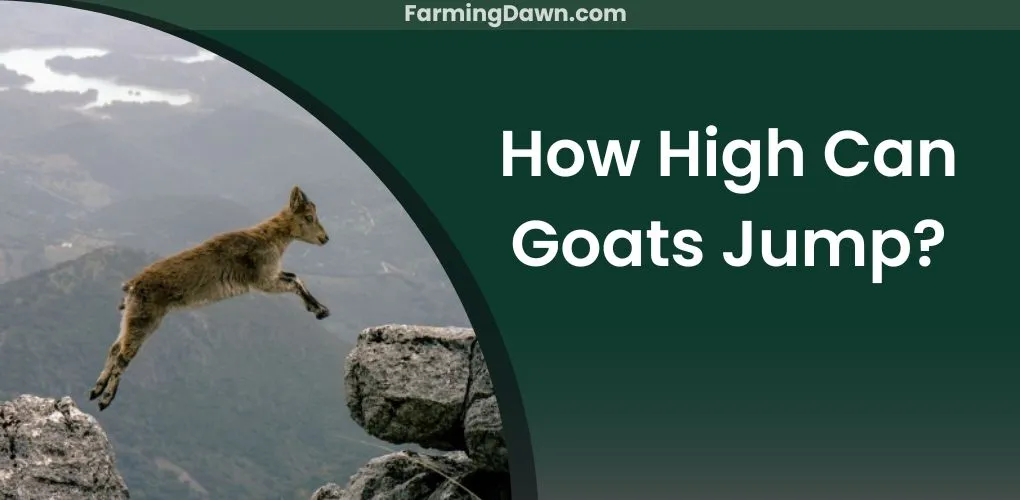 how high can goats jump