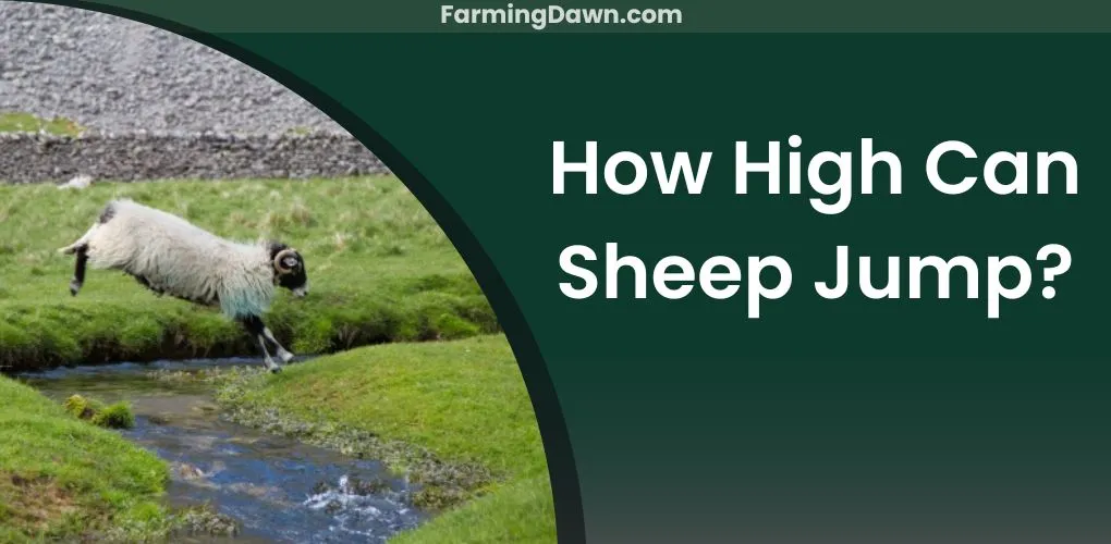 how high can sheep jump