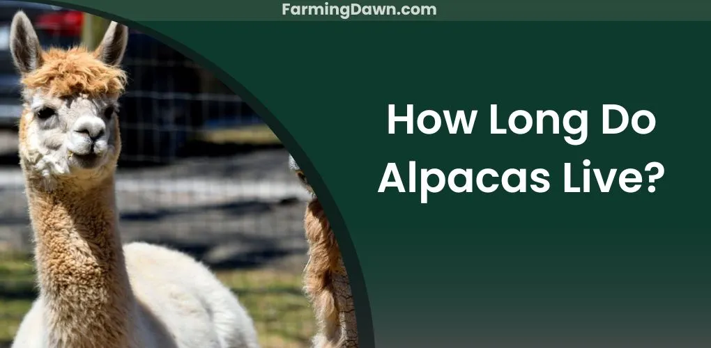 how long do alpacas live