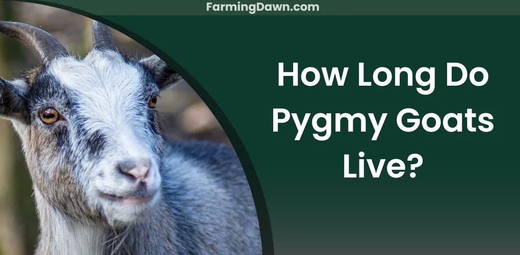 how long do pygmy goats live